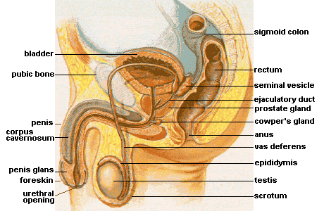 male anatomy